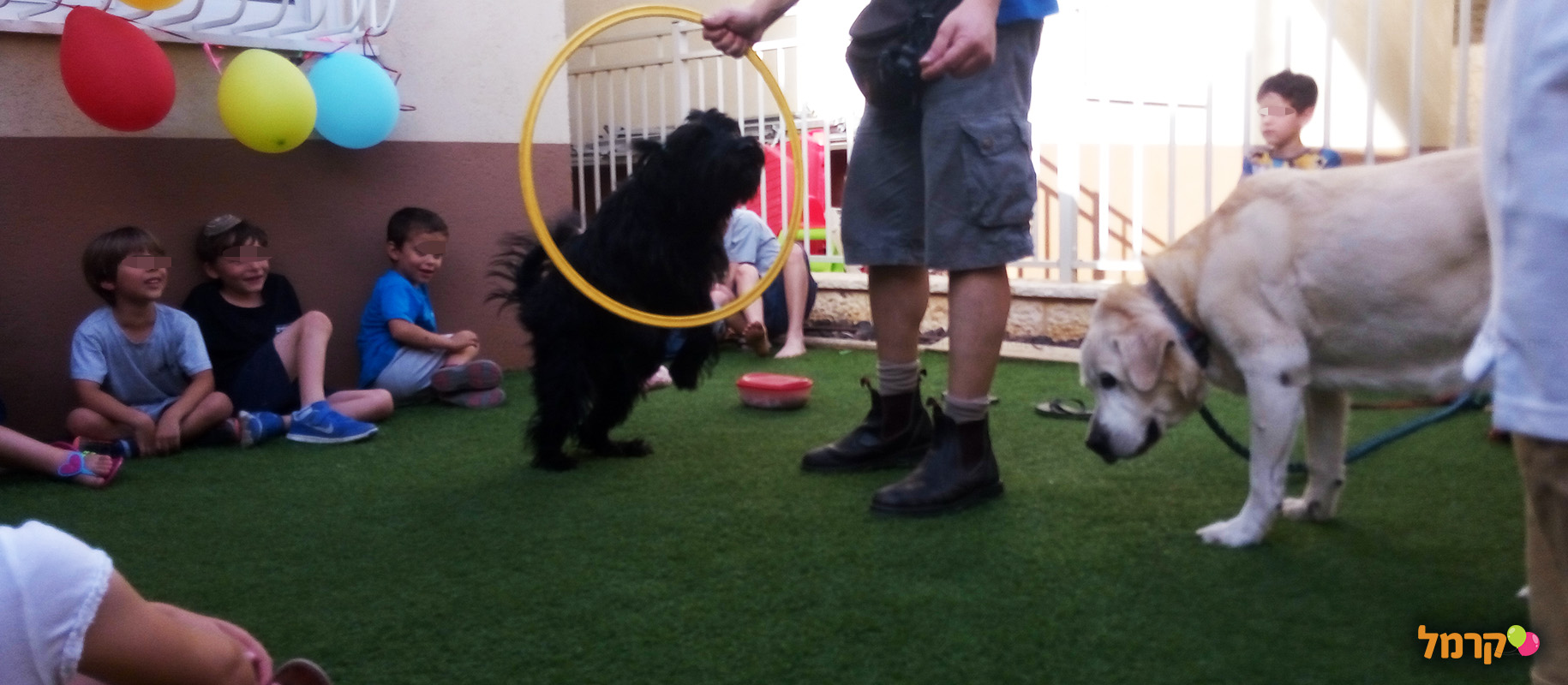 מכשכשים עם כלבים - 073-7026457