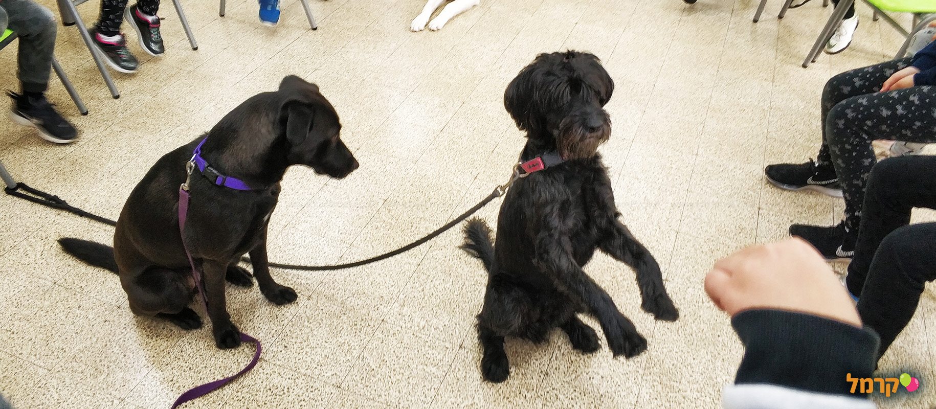 מכשכשים עם כלבים - 073-7026457