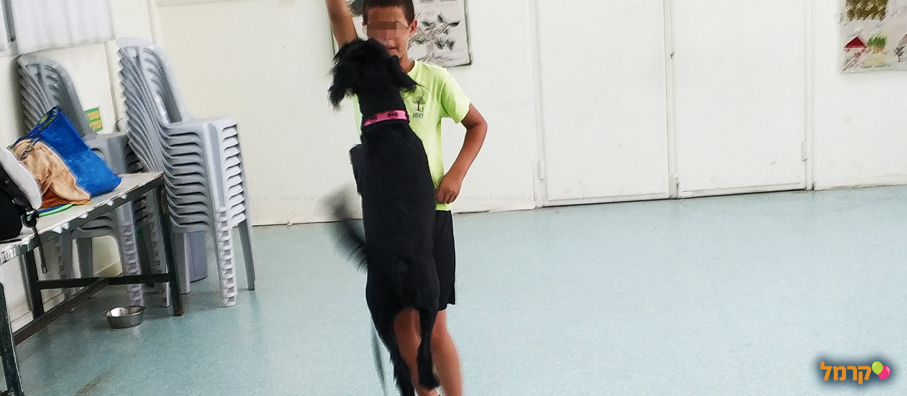 מכשכשים עם כלבים - 073-7026457