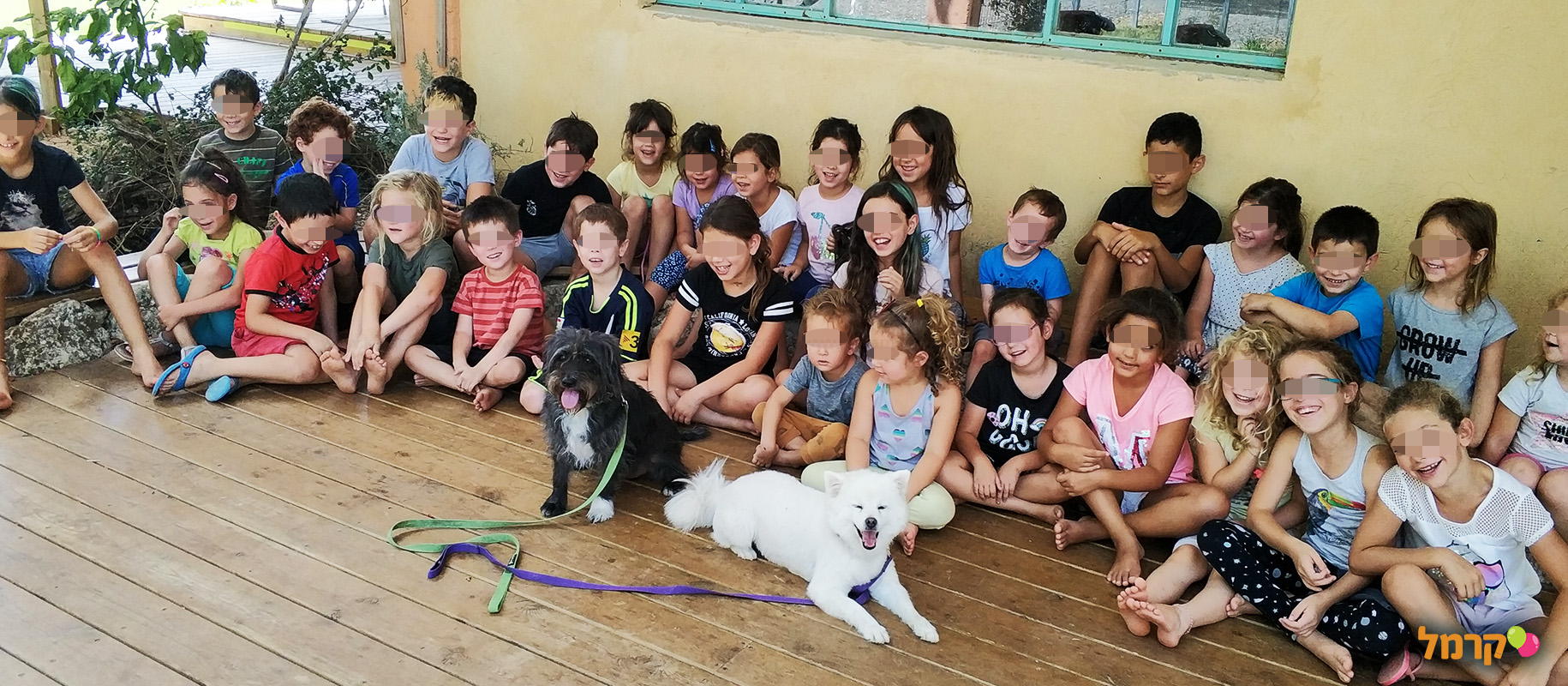 מכשכשים עם כלבים - 073-7026457