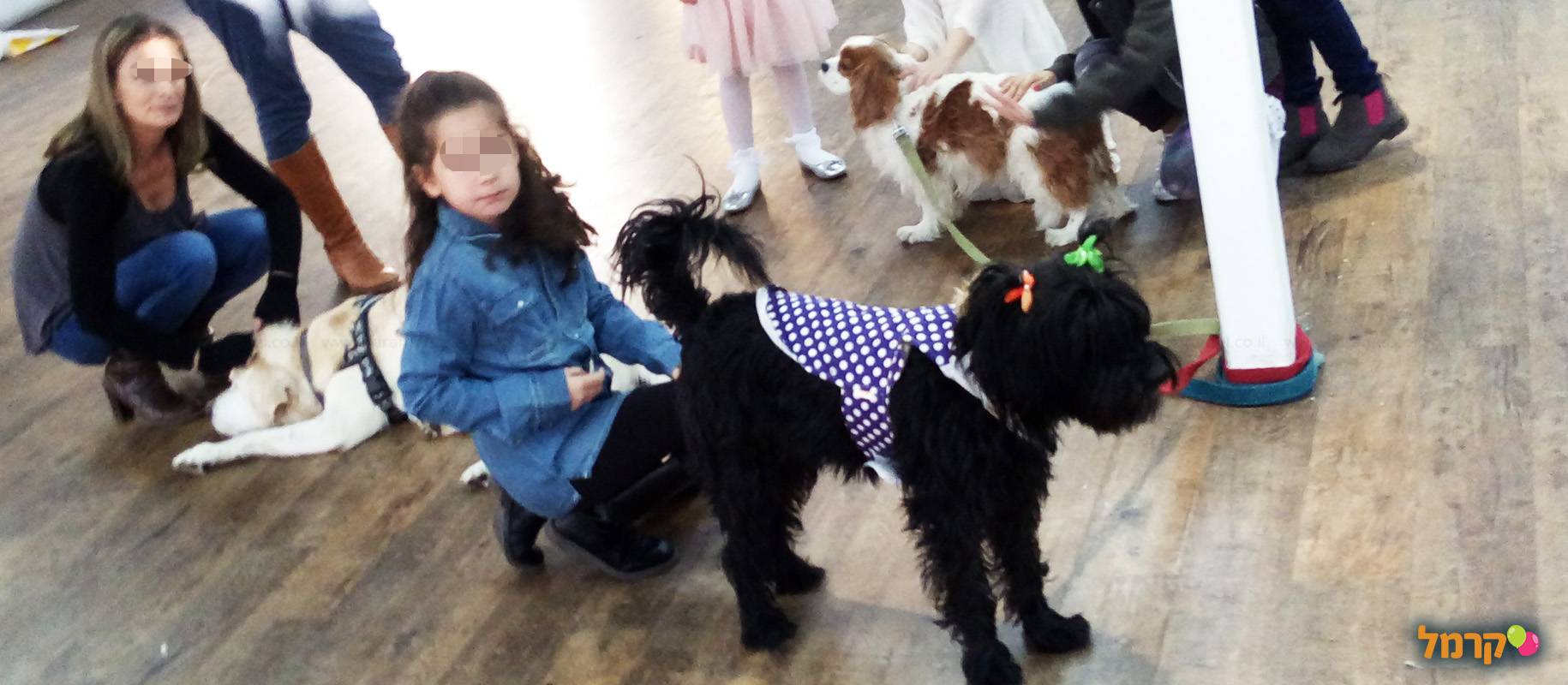 מכשכשים עם כלבים - 073-7026457