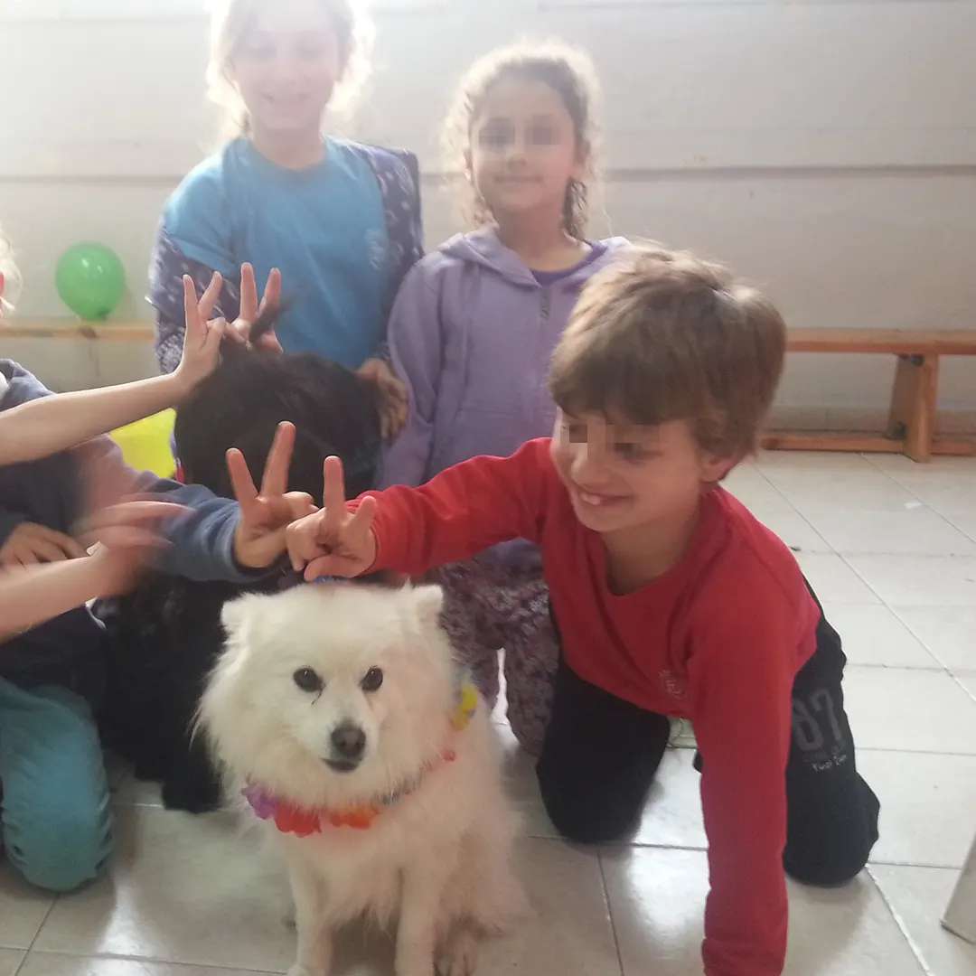 מכשכשים עם כלבים מכשכשים עם כלבים