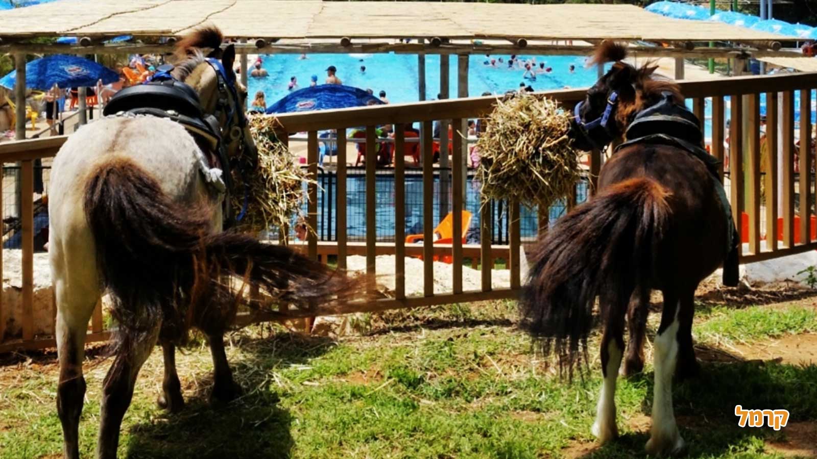 חוויה כיפית עם סוסים - 073-7840208