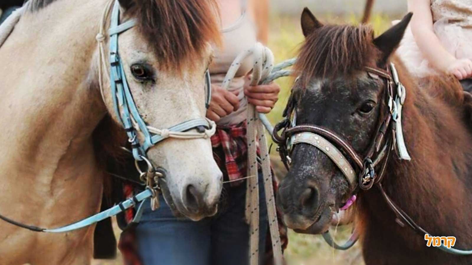 חוויה כיפית עם סוסים - 073-7840208