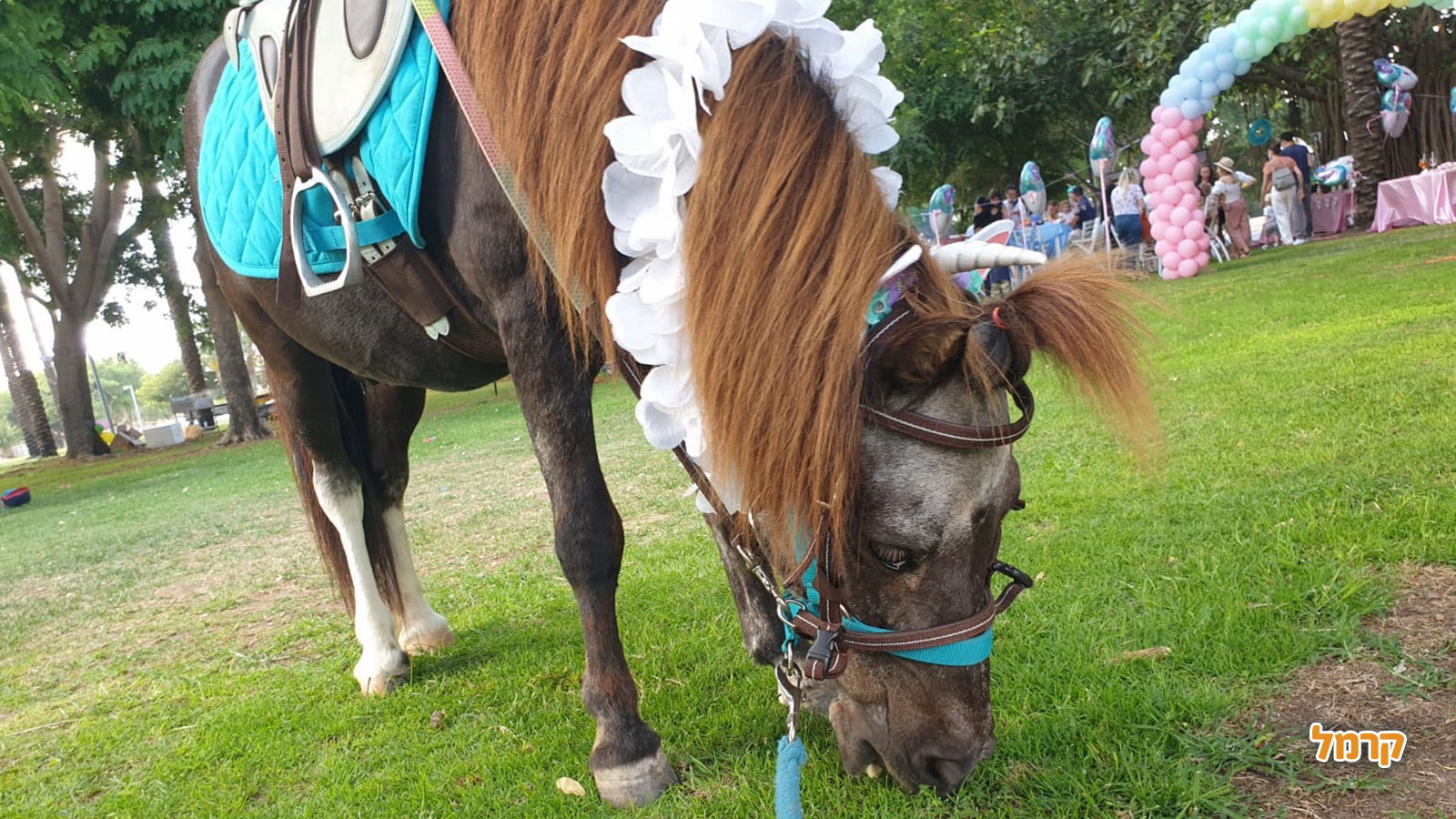 חוויה כיפית עם סוסים - 073-7840208