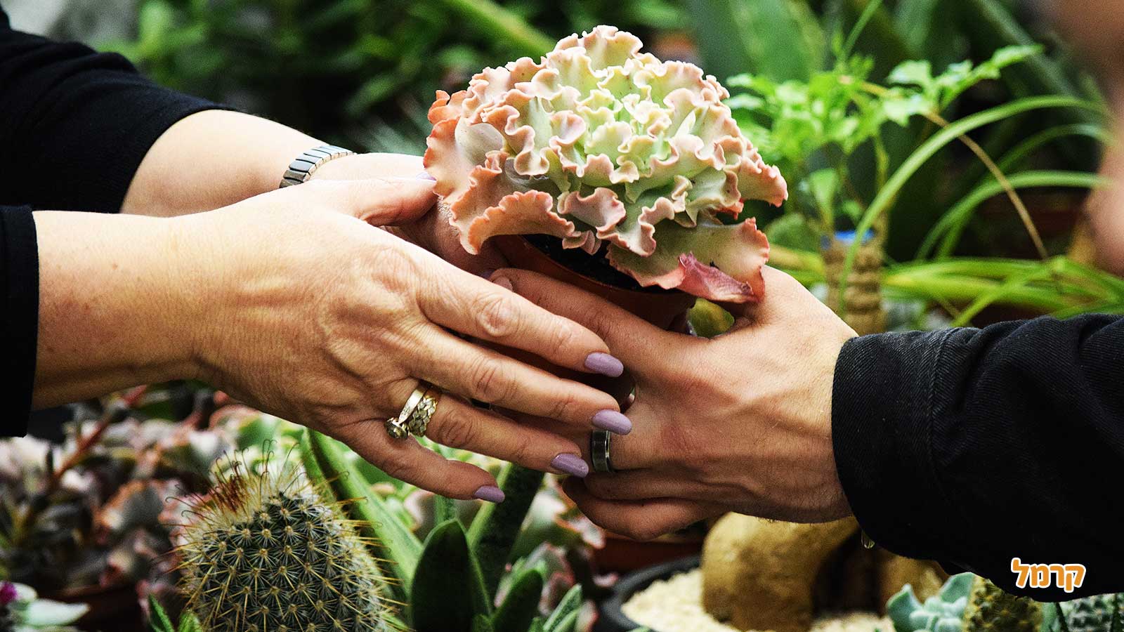 סדנת סוקולנטים, קקטוסים ובונסאי - 073-7026389