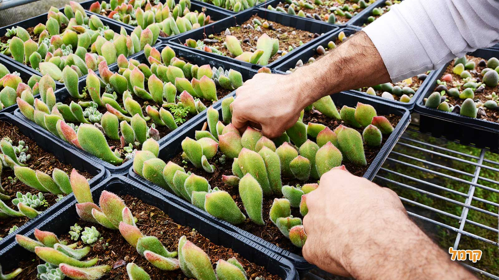 סדנת סוקולנטים, קקטוסים ובונסאי - 073-7026389