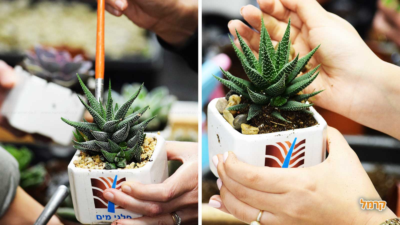 סדנת סוקולנטים, קקטוסים ובונסאי - 073-7026389