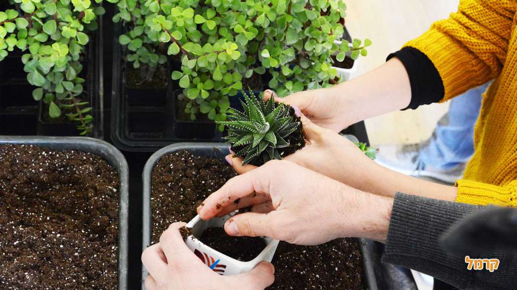 סדנת סוקולנטים, קקטוסים ובונסאי - 073-7026389