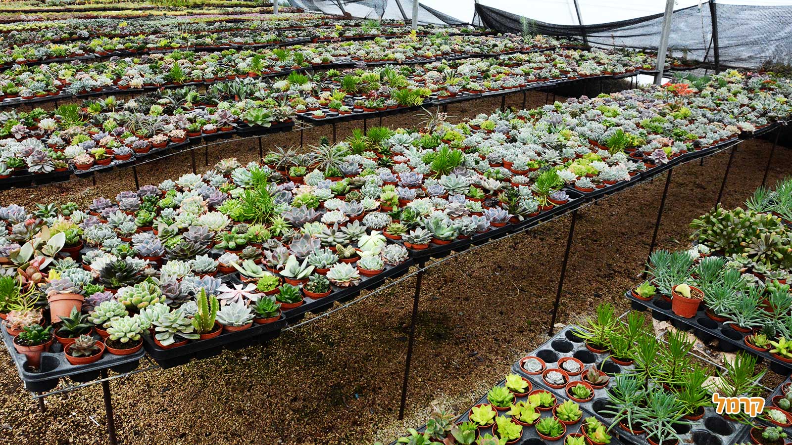 סדנת סוקולנטים, קקטוסים ובונסאי - 073-7026389