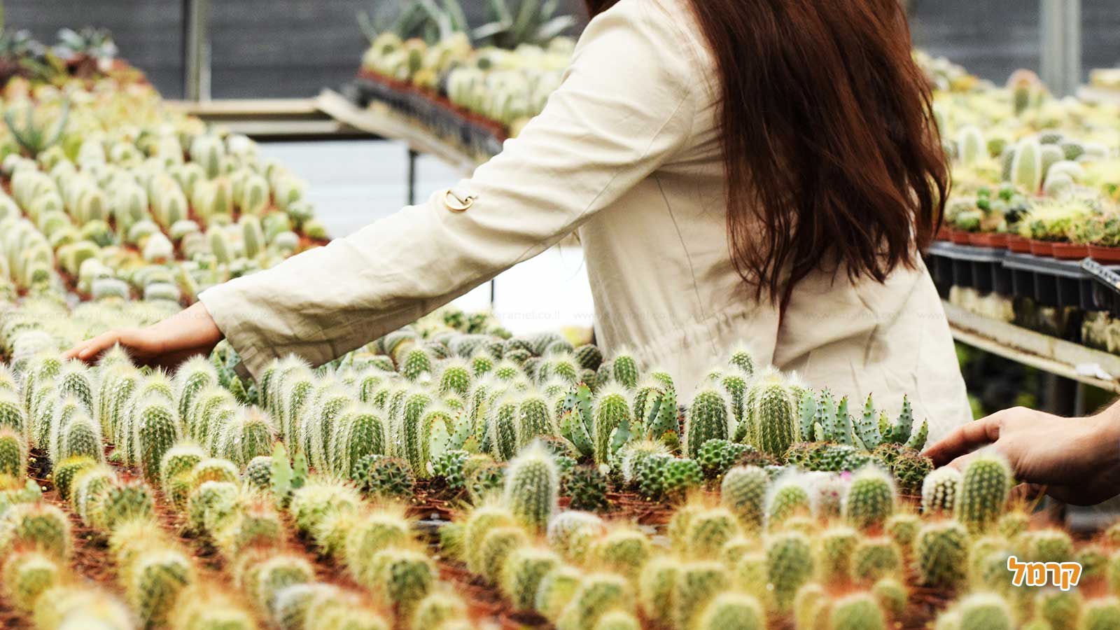 סדנת סוקולנטים, קקטוסים ובונסאי - 073-7026389