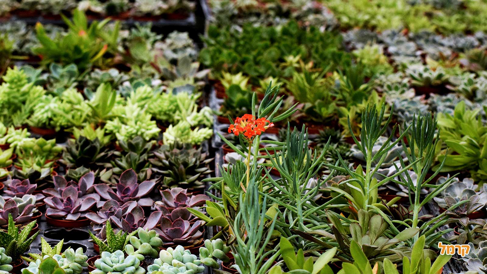 סדנת סוקולנטים, קקטוסים ובונסאי - 073-7026389