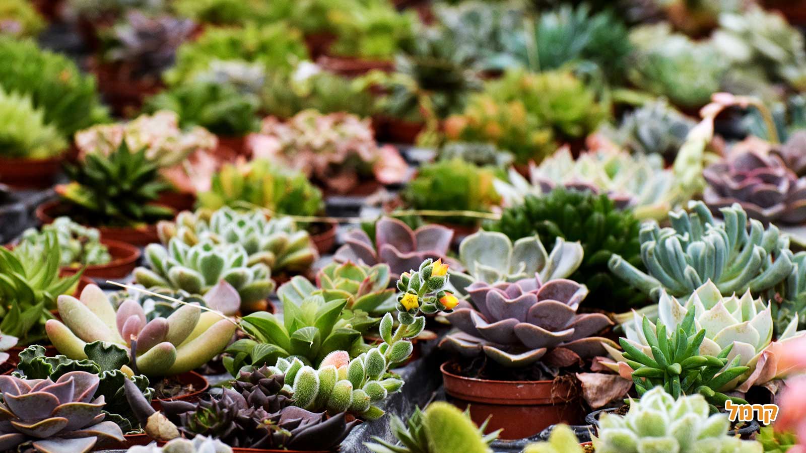 סדנת סוקולנטים, קקטוסים ובונסאי - 073-7026389