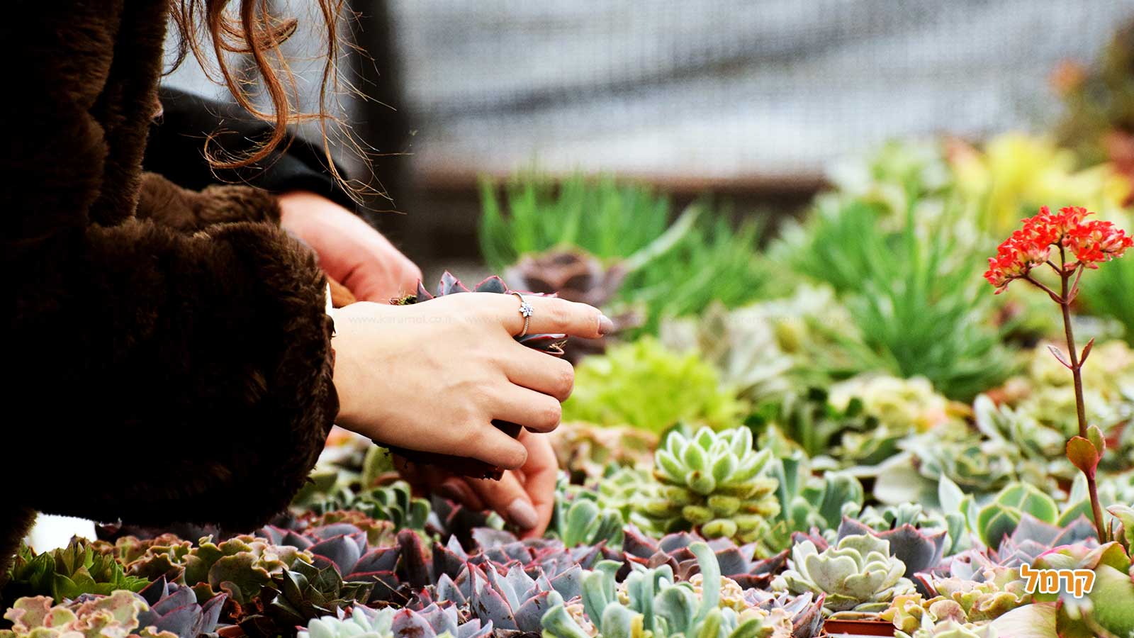 סדנת סוקולנטים, קקטוסים ובונסאי - 073-7026389