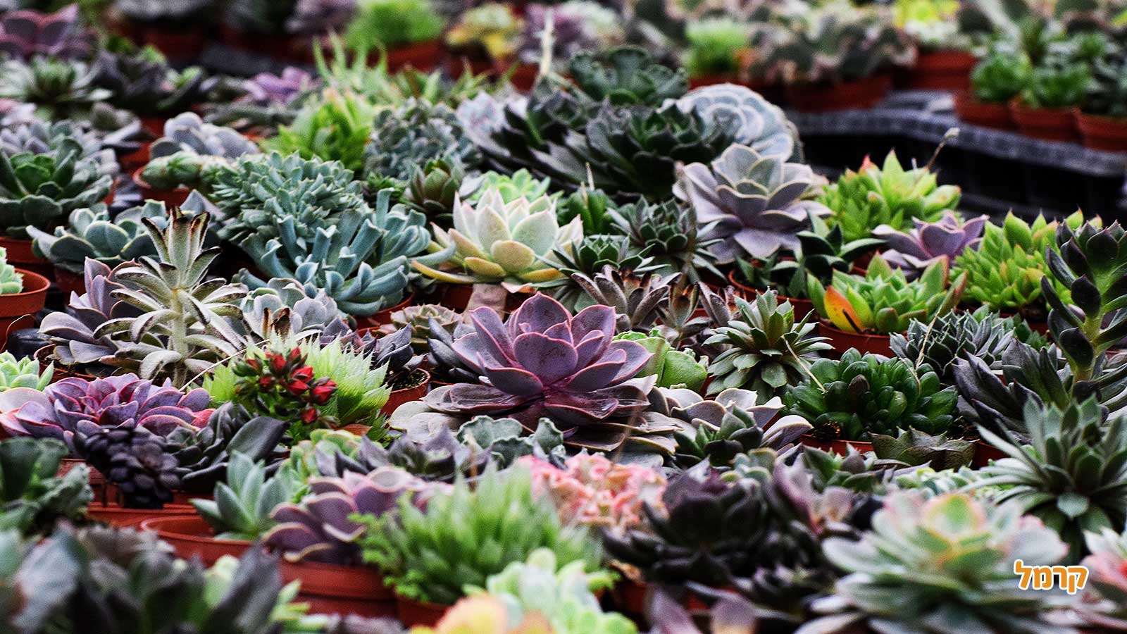 סדנת סוקולנטים, קקטוסים ובונסאי - 073-7026389