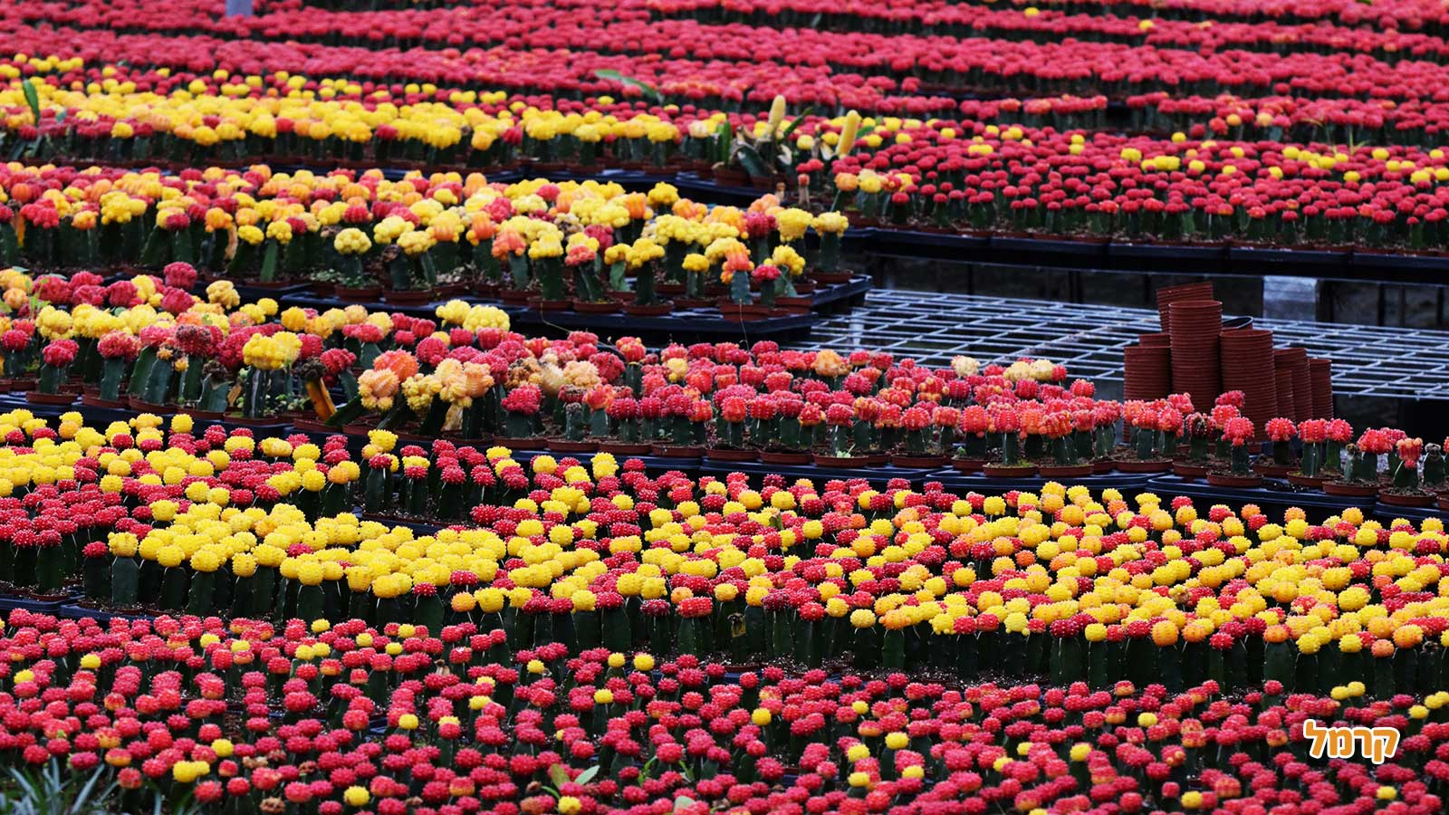 סדנת סוקולנטים, קקטוסים ובונסאי - 073-7026389