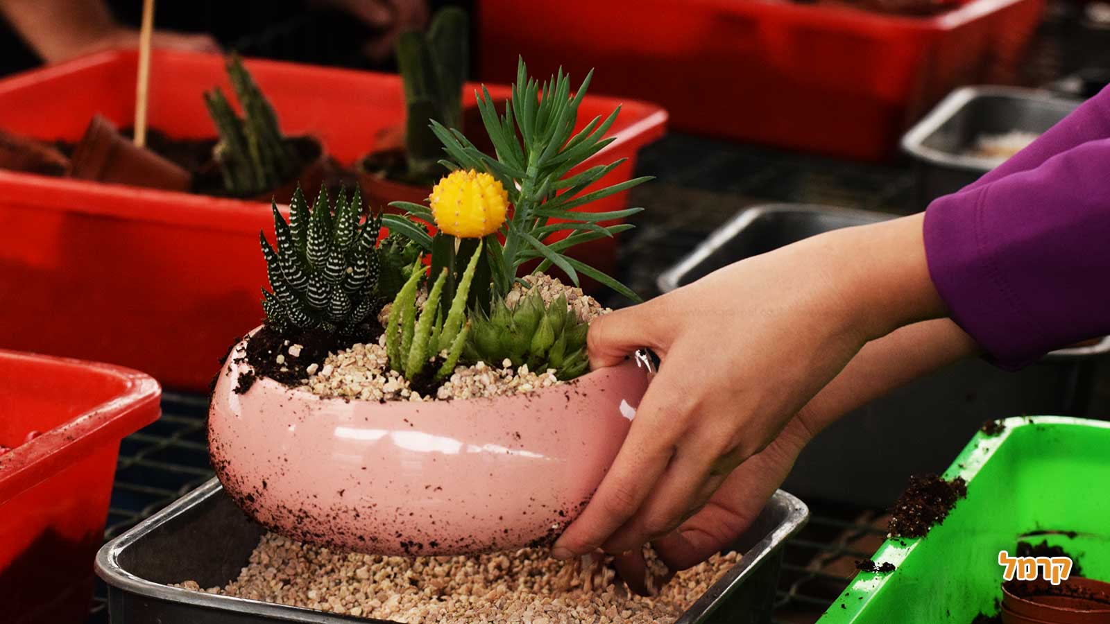 סדנת סוקולנטים, קקטוסים ובונסאי - 073-7026389