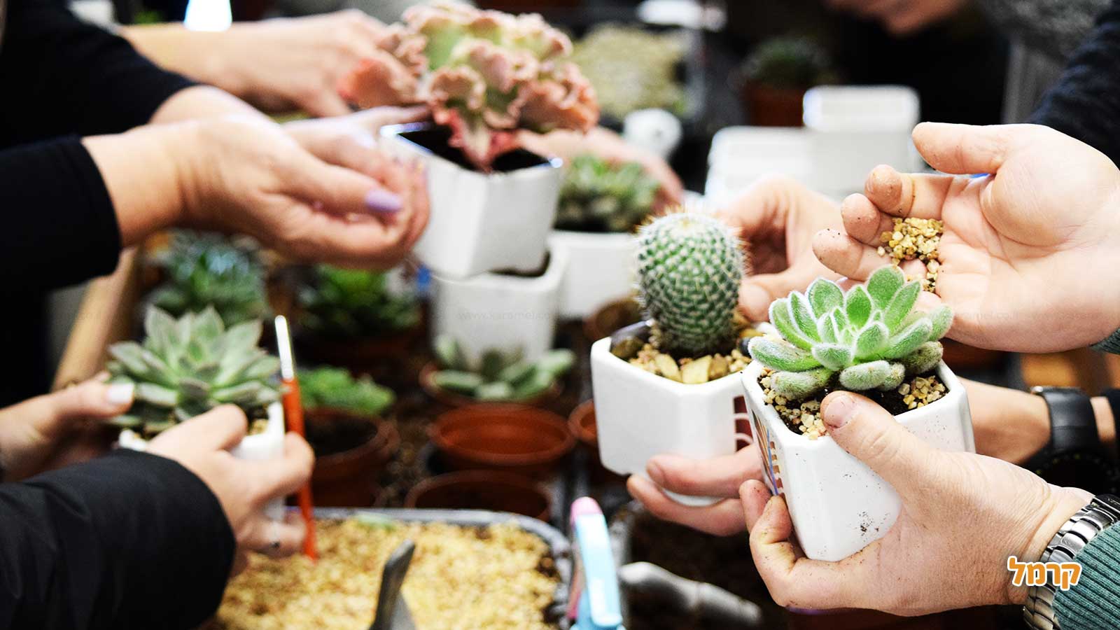 סדנת סוקולנטים, קקטוסים ובונסאי - 073-7026389