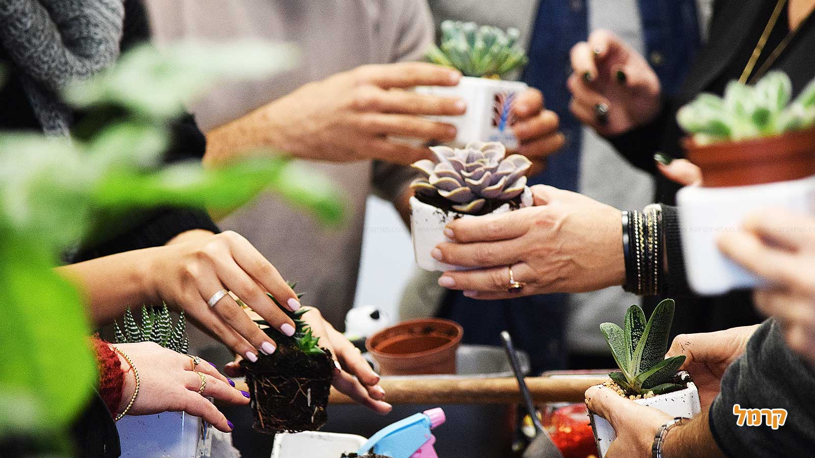 סדנת סוקולנטים, קקטוסים ובונסאי - 073-7026389