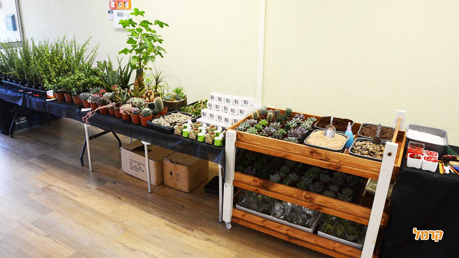 סדנת סוקולנטים, קקטוסים ובונסאי - 073-7026389