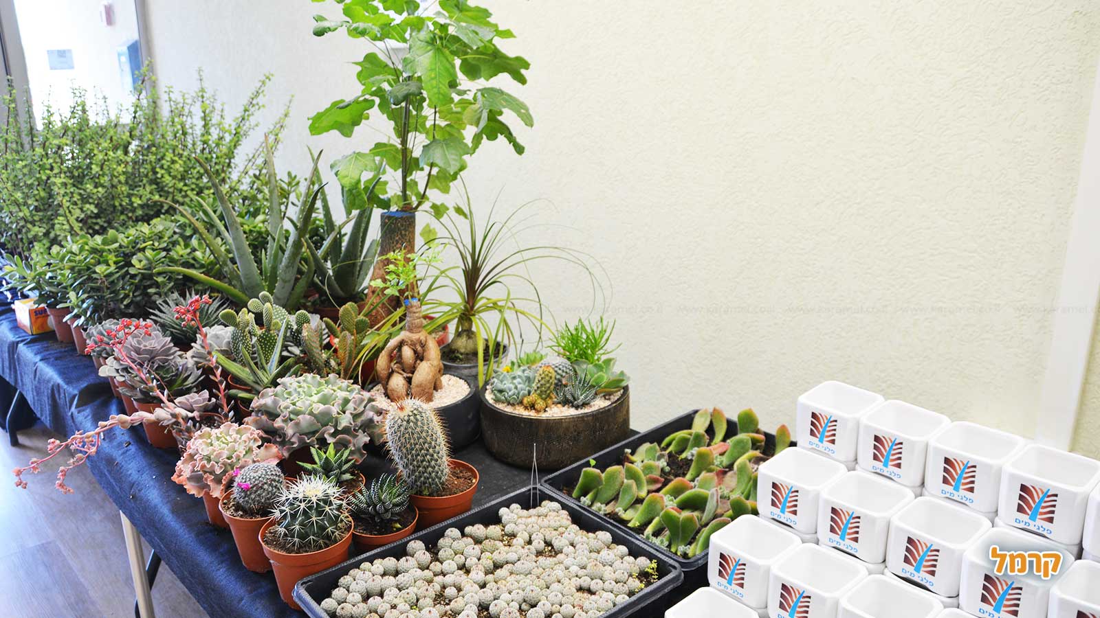 סדנת סוקולנטים, קקטוסים ובונסאי - 073-7026389