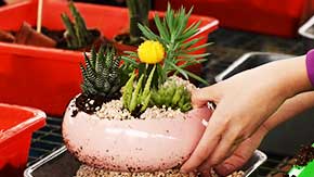 סדנת סוקולנטים, קקטוסים ובונסאי