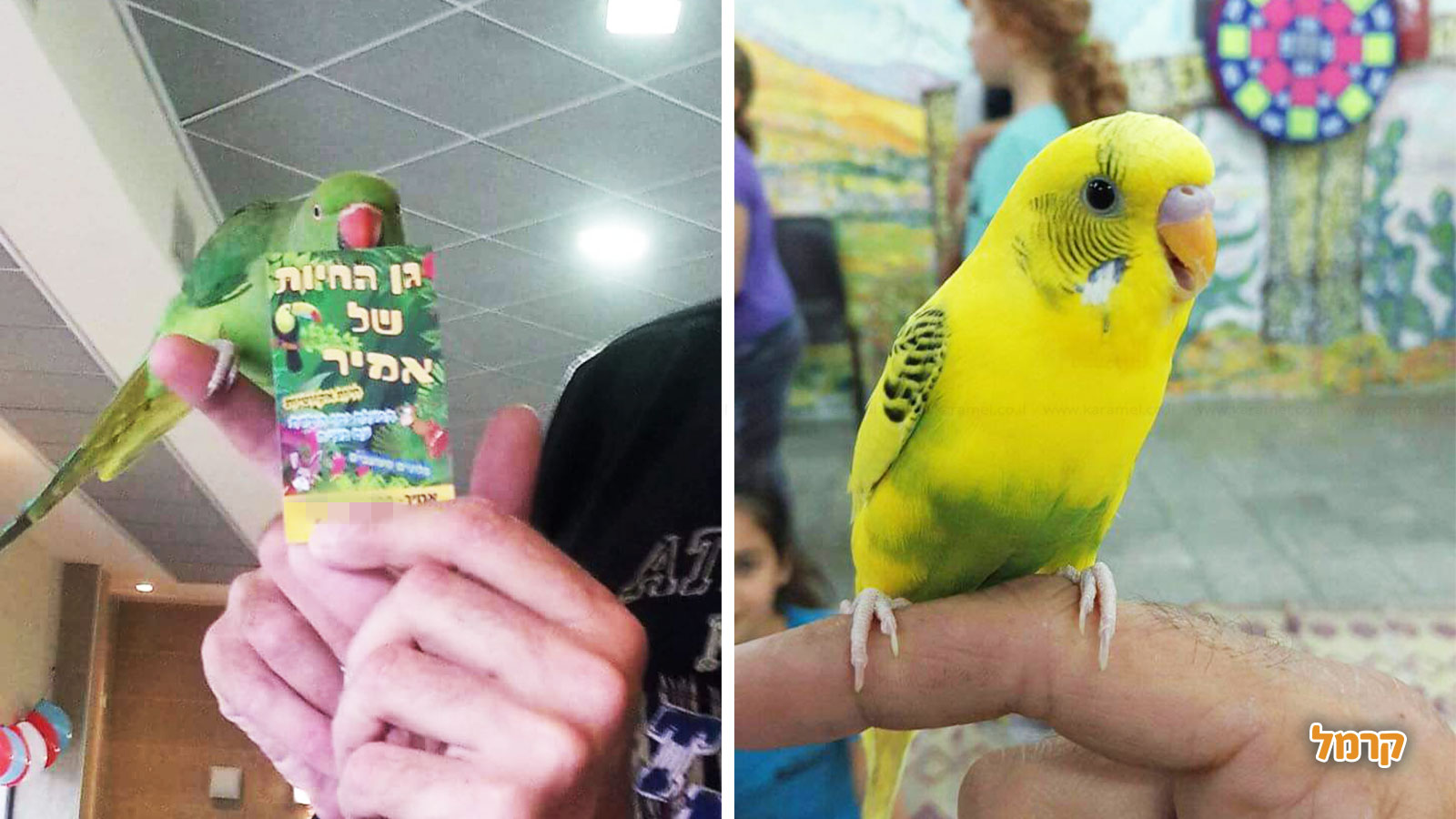 גן החיות של אמיר - 073-7581909